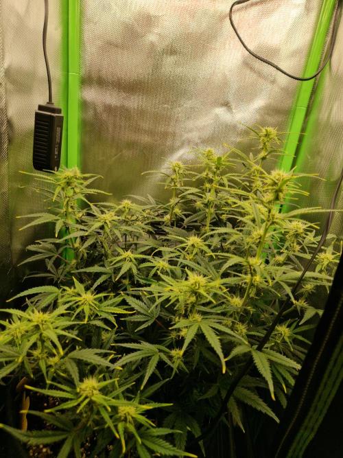 Super Glue Auto. Week 7