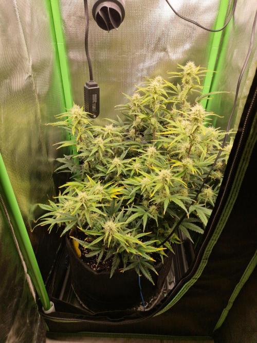 Super Glue Auto. Week 8