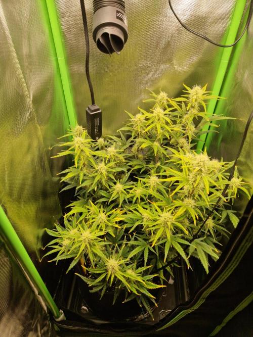 Super Glue Auto. Week 8
