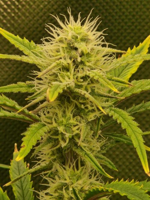 Super Glue Auto. Week 8
