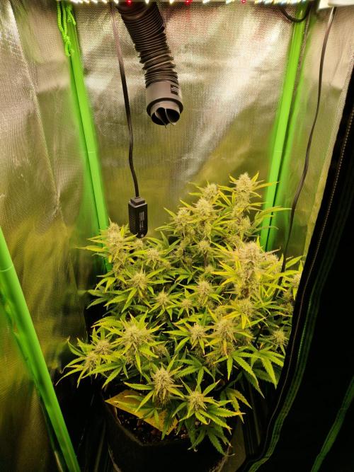 Super Glue Auto. Week 9