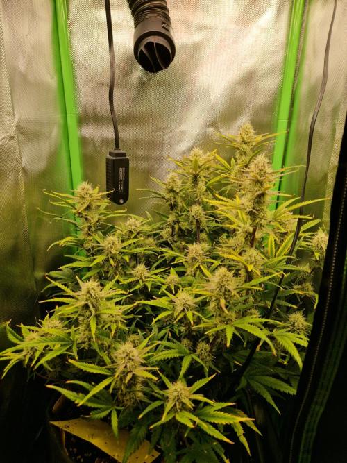 Super Glue Auto. Week 9