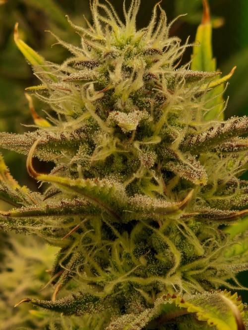 Super Glue Auto. Week 9