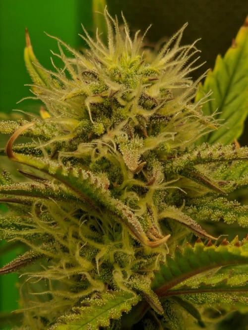 Super Glue Auto. Week 9