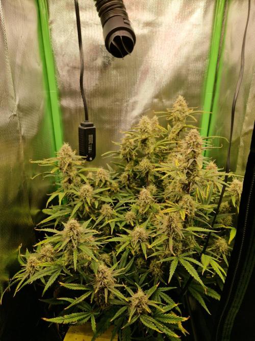 Super Glue Auto. Week 10