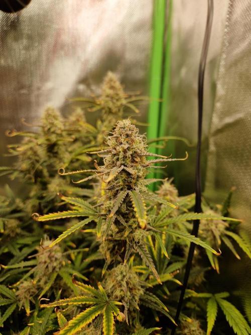 Super Glue Auto. Week 10