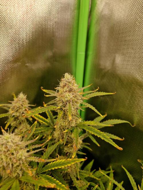 Super Glue Auto. Week 10