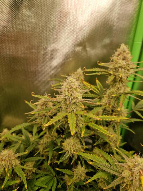 Super Glue Auto. Week 10