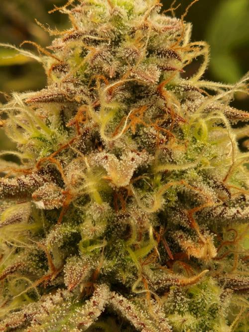 Super Glue Auto. Week 10