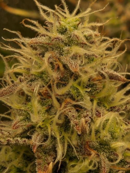 Super Glue Auto. Week 10