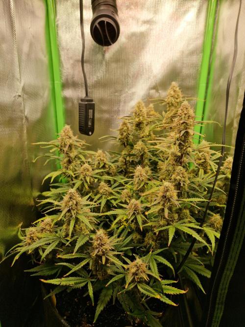Super Glue Auto. Week 11