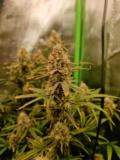 Super Glue Auto. Week 11