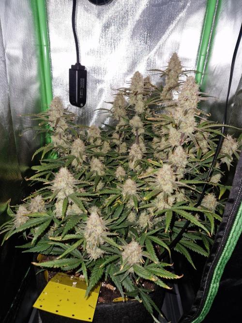 Super Glue Auto. Week 11