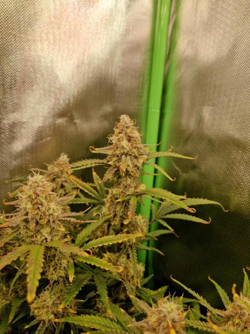 Super Glue Auto. Week 11