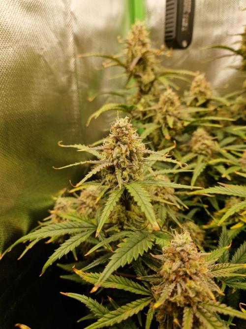 Super Glue Auto. Week 11