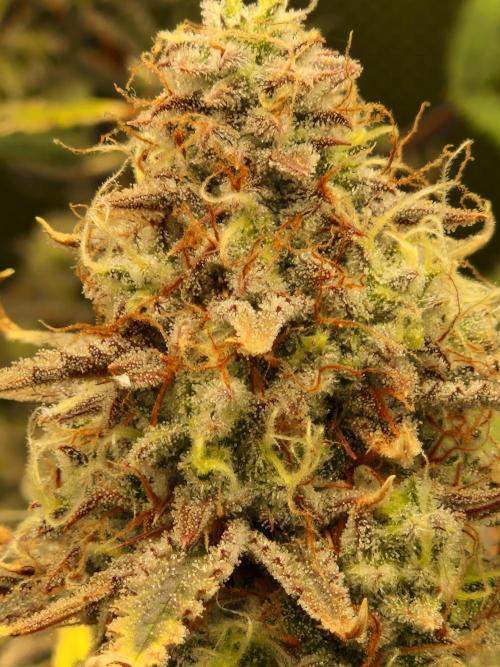 Super Glue Auto. Week 11
