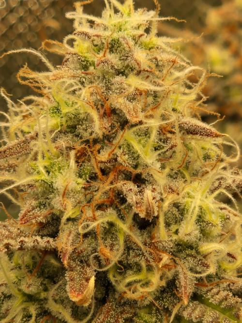 Super Glue Auto. Week 11