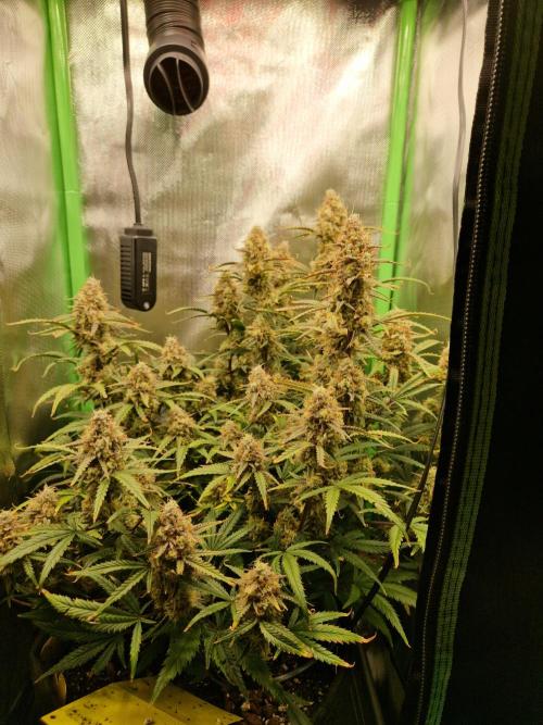 Super Glue Auto. Week 12