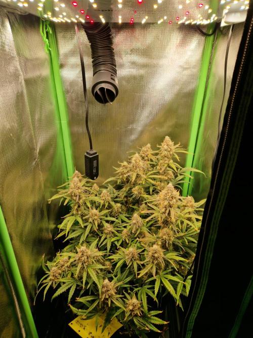 Super Glue Auto. Week 12