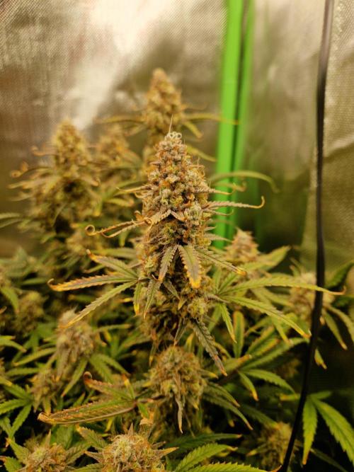 Super Glue Auto. Week 12