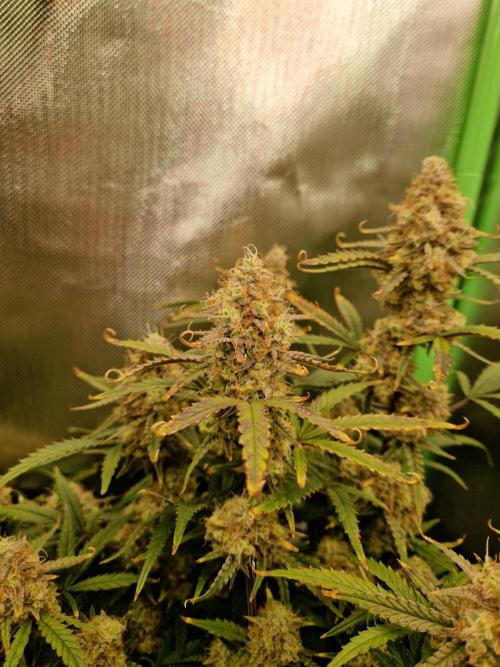 Super Glue Auto. Week 12