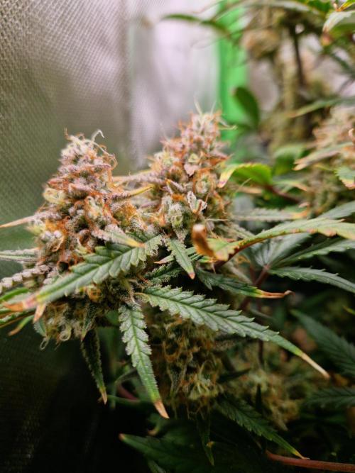 Super Glue Auto. Week 12
