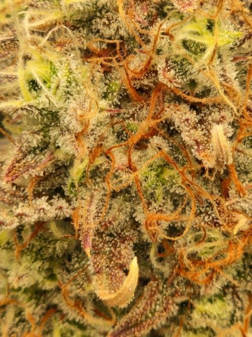 Super Glue Auto. Week 12
