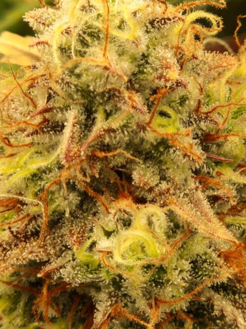 Super Glue Auto. Week 12