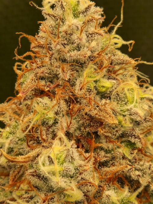Super Glue Auto. Week 12