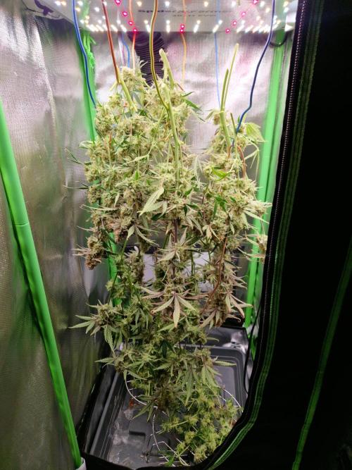 Super Glue Auto. Week 12