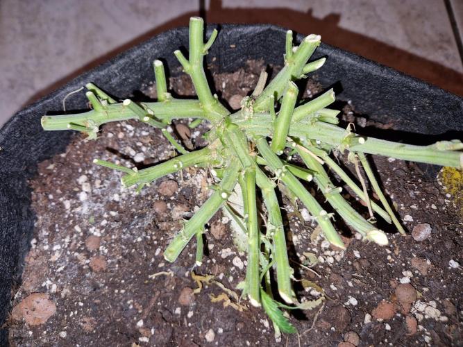 Super Glue Auto. Week 12 - ugly art