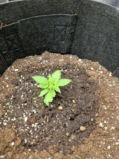 Girl Scout Cookies Auto. Week 3