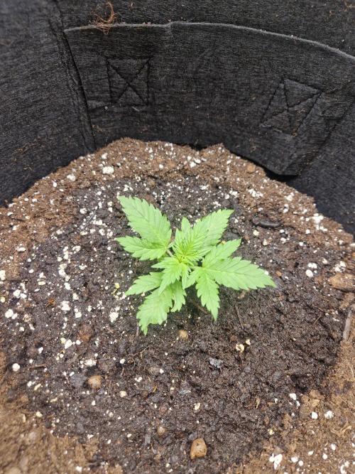 Girl Scout Cookies Auto. Week 3