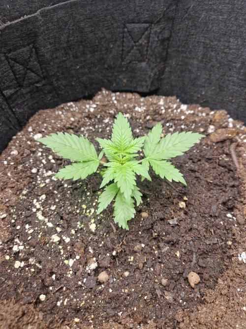 Girl Scout Cookies Auto. Week 3