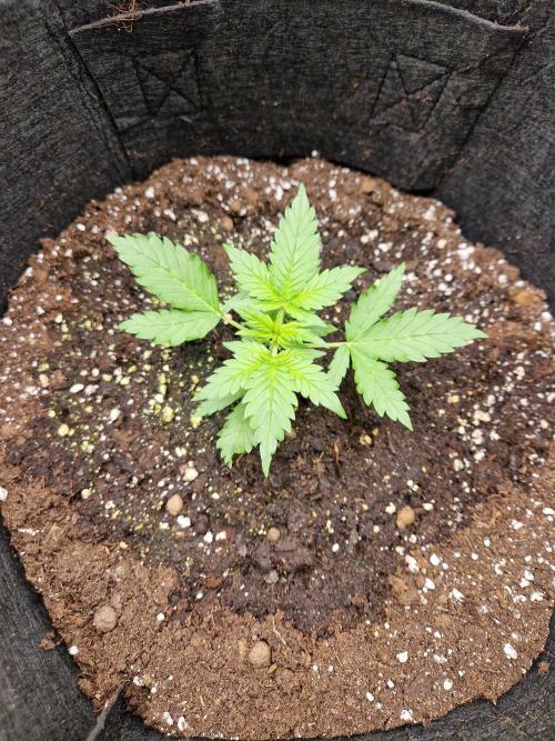 Girl Scout Cookies Auto. Week 4