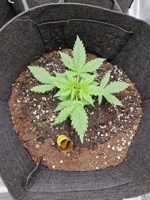 Girl Scout Cookies Auto. Week 4