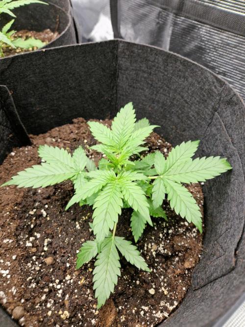 Girl Scout Cookies Auto. Week 4