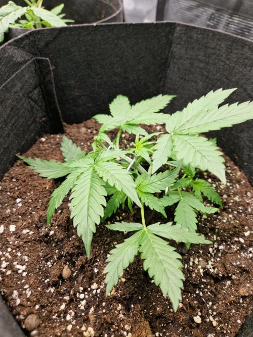 Girl Scout Cookies Auto. Week 4