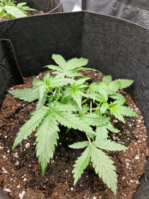 Girl Scout Cookies Auto. Week 4