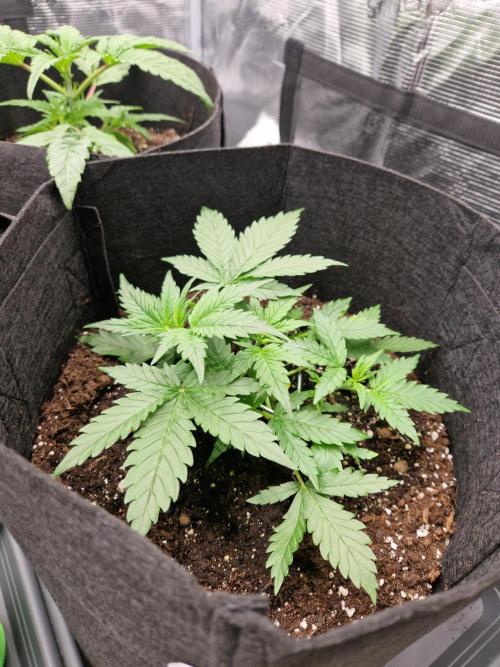Girl Scout Cookies Auto. Week 4