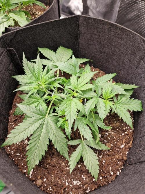 Girl Scout Cookies Auto. Week 5