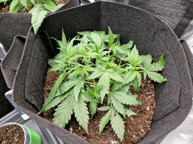 Girl Scout Cookies Auto. Week 5