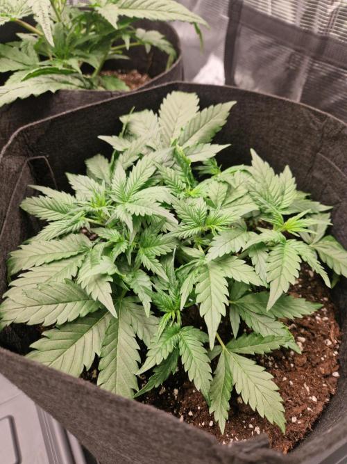 Girl Scout Cookies Auto. Week 5