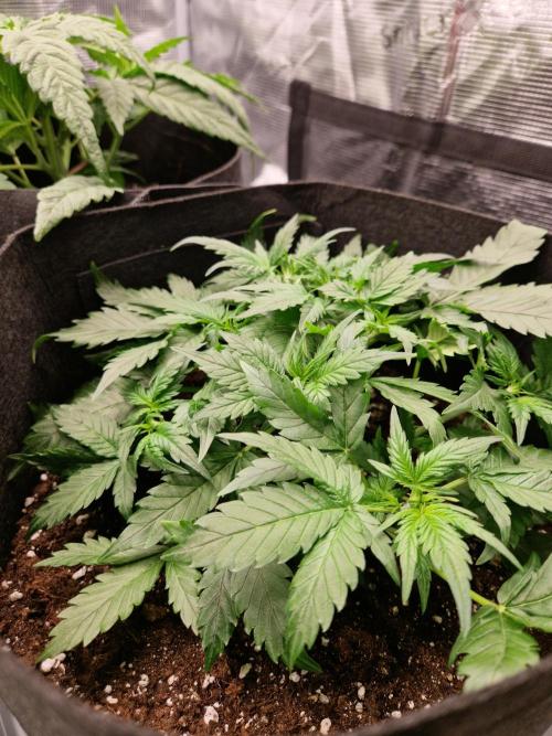 Girl Scout Cookies Auto. Week 5
