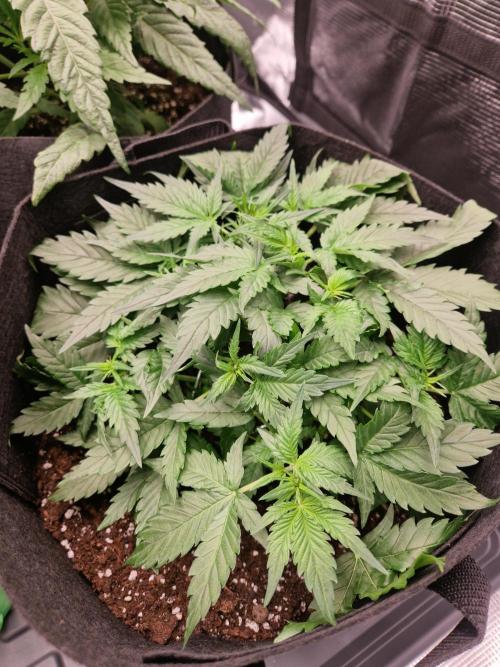 Girl Scout Cookies Auto. Week 5
