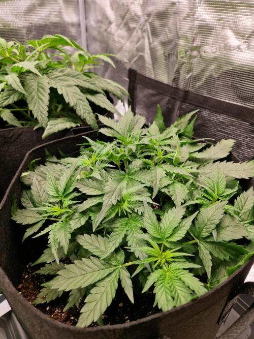 Girl Scout Cookies Auto. Week 5