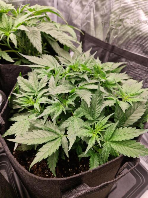 Girl Scout Cookies Auto. Week 5