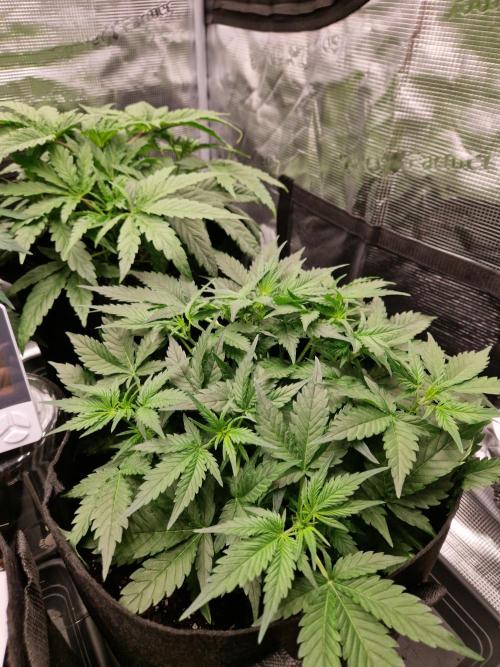 Girl Scout Cookies Auto. Week 6