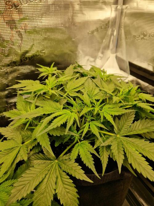 Girl Scout Cookies Auto. Week 6
