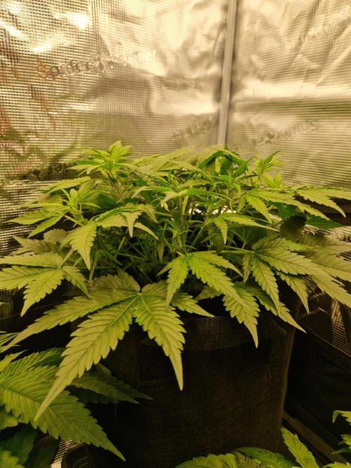 Girl Scout Cookies Auto. Week 6